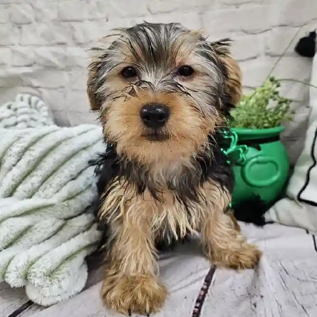 Male Yorkie Puppy for Sale in Monroeville, PA