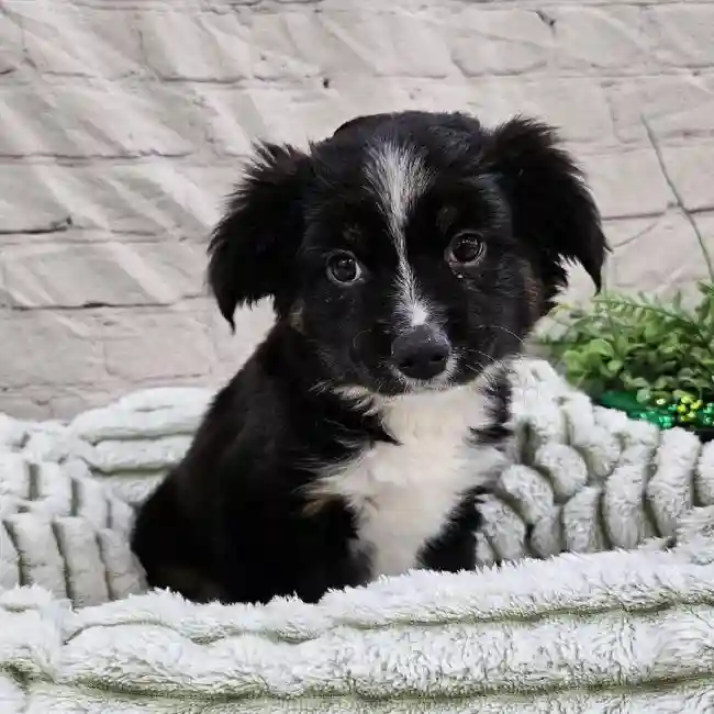 Female Miniature Australian Shepherd Puppy for Sale in Monroeville, PA