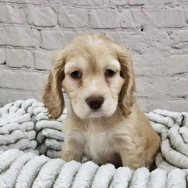 Male Cocker Spaniel Puppy for Sale in Monroeville, PA