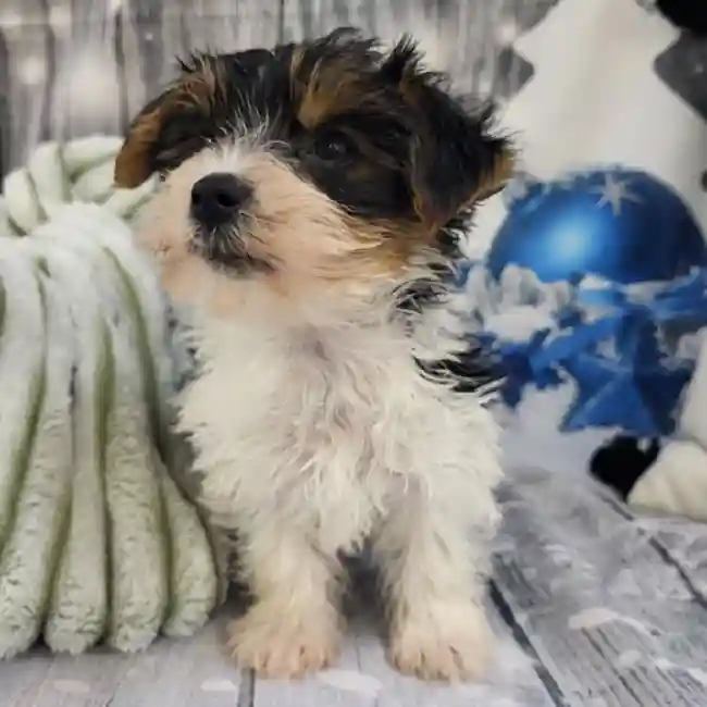 Male Yorkie Puppy for Sale in Monroeville, PA