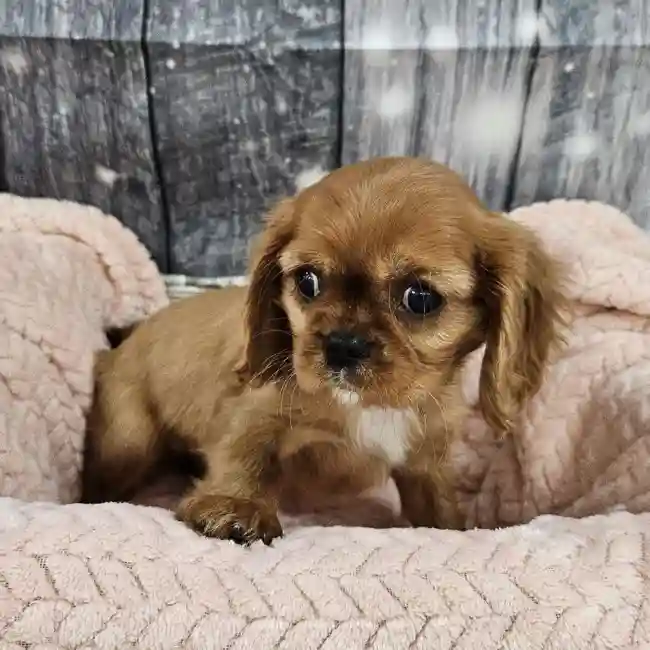 Female Cavalier King Charles Spaniel Puppy for Sale in Monroeville, PA