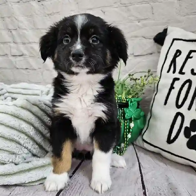 Female Miniature Australian Shepherd Puppy for Sale in Monroeville, PA