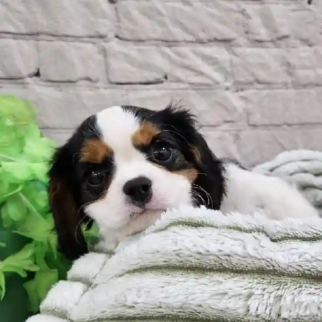 Male Cavalier King Charles Spaniel Puppy for Sale in Monroeville, PA