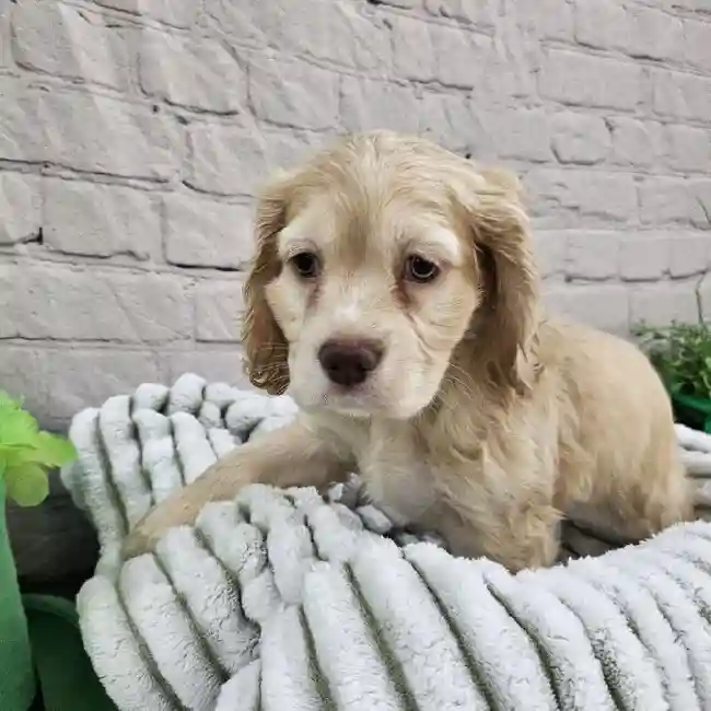 Male Cocker Spaniel Puppy for Sale in Monroeville, PA