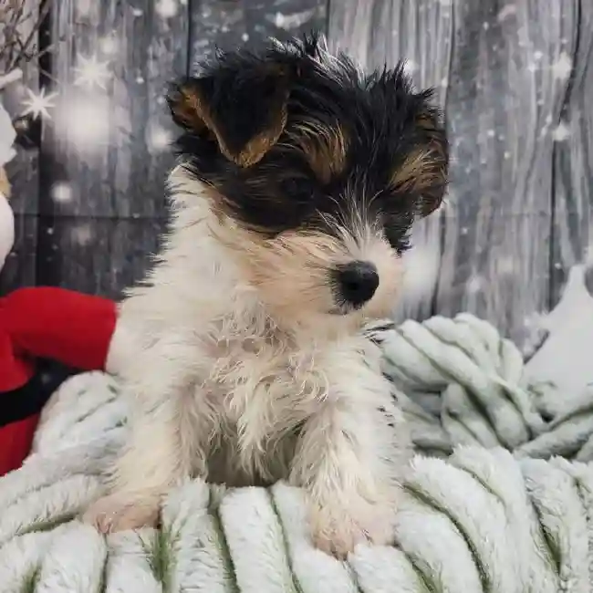 Male Yorkie Puppy for Sale in Monroeville, PA