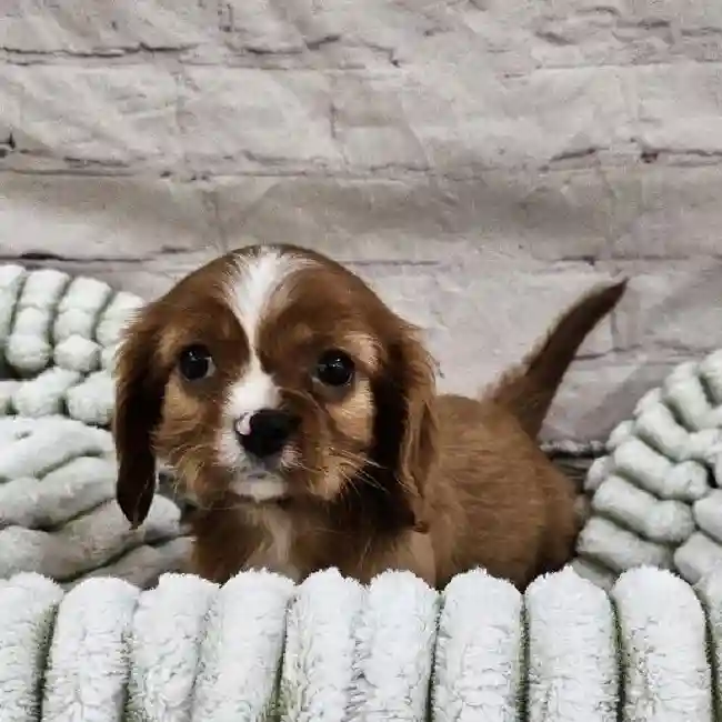 Male Cavalier King Charles Spaniel Puppy for Sale in Monroeville, PA