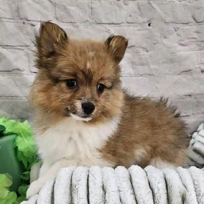 Female Pomeranian Puppy for Sale in Monroeville, PA