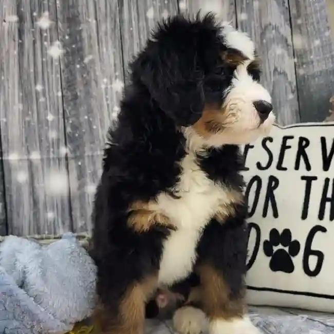 Male Mini Bernedoodle 2nd Gen Puppy for Sale in Monroeville, PA