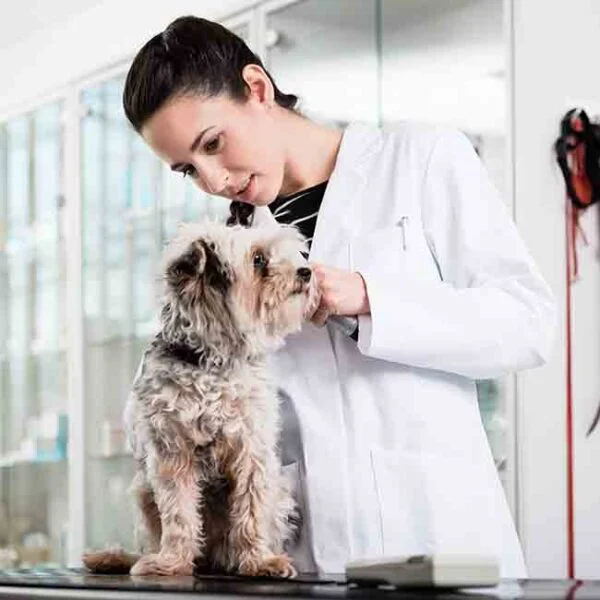 Vet examining puppy for sale at Petland Monroeville in Pittsburg, PA